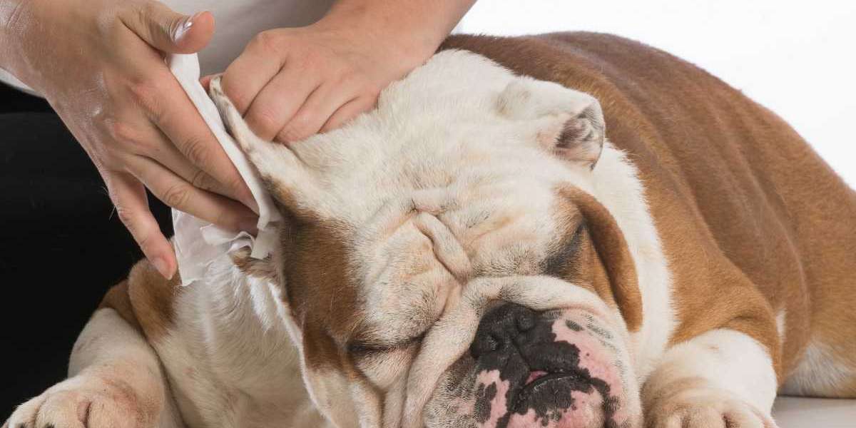 Köpeklerde Kulak Akıntısı Neden Olur?